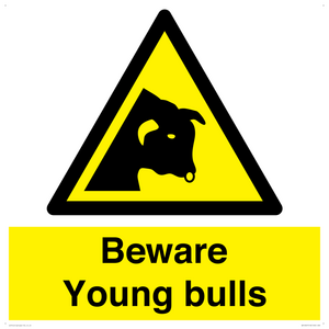 Beware Young bulls